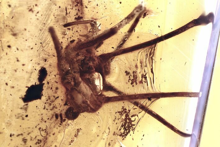 Partial Fossil Daddy Long-Leg in Baltic Amber #352808